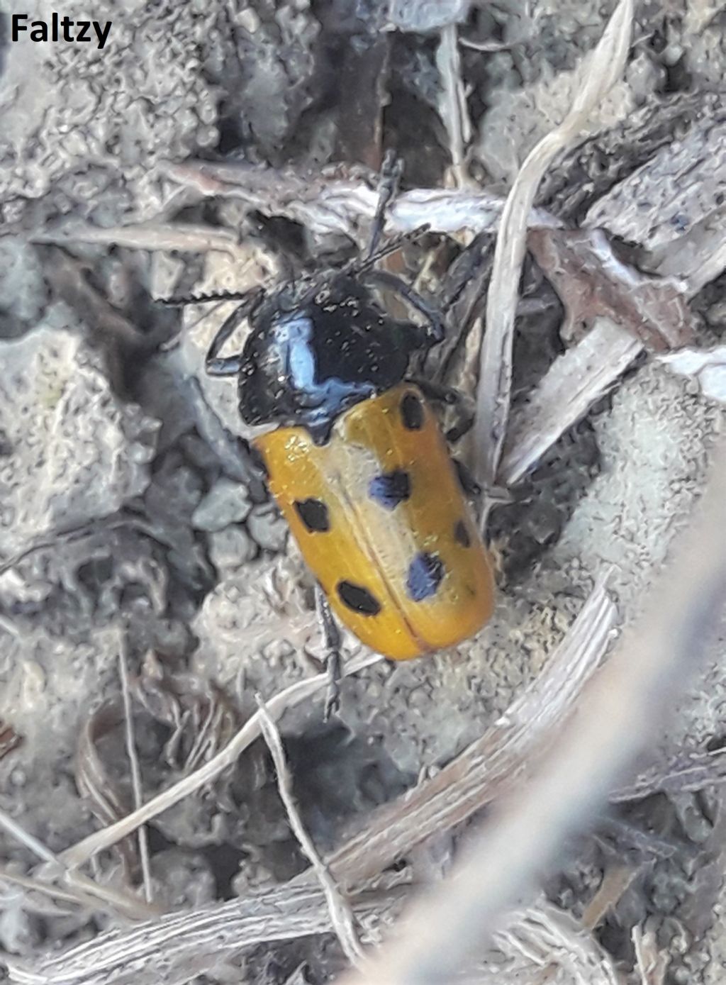 Chrysomelidae: Tituboea biguttata e Cryptocephalus rugicollis